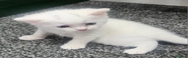 Mixed Breed Kitten 1