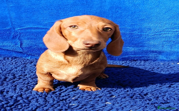 Dachshund dogs - Advert 4