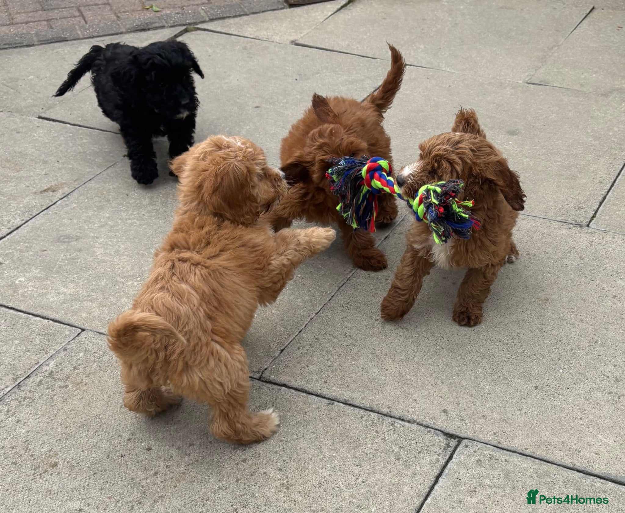 Cockapoo dogs Cockapoo puppies 🐶  - Advert 9