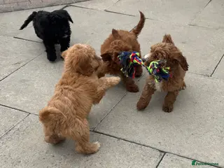 Cockapoo dogs Cockapoo puppies 🐶 - Advert 9