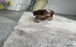 Cocker Spaniel dogs for sale: Cocker spaniel puppys - Image 5