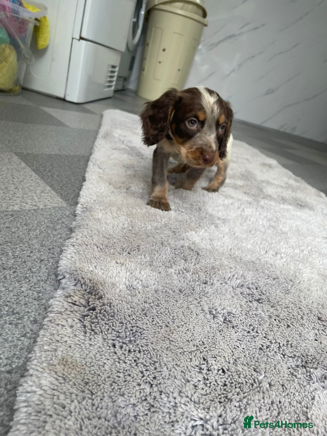 Cocker Spaniel dogs for sale: Cocker spaniel puppys - Image 5