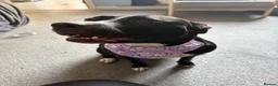 Mixed Breed dogs for sale: India - staffy cross  - Advert 8
