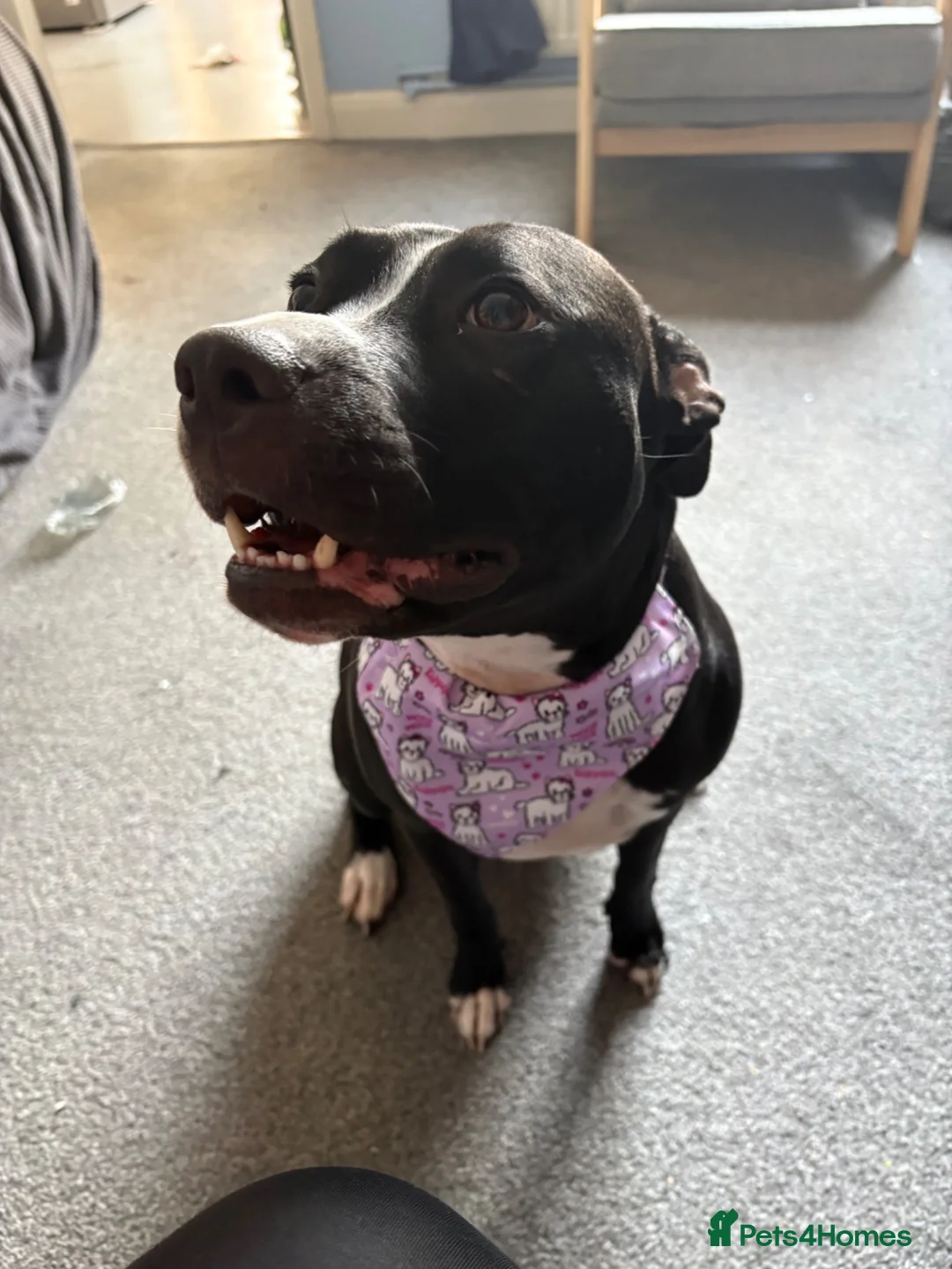 Mixed Breed dogs for sale: India - staffy cross  - Advert 8