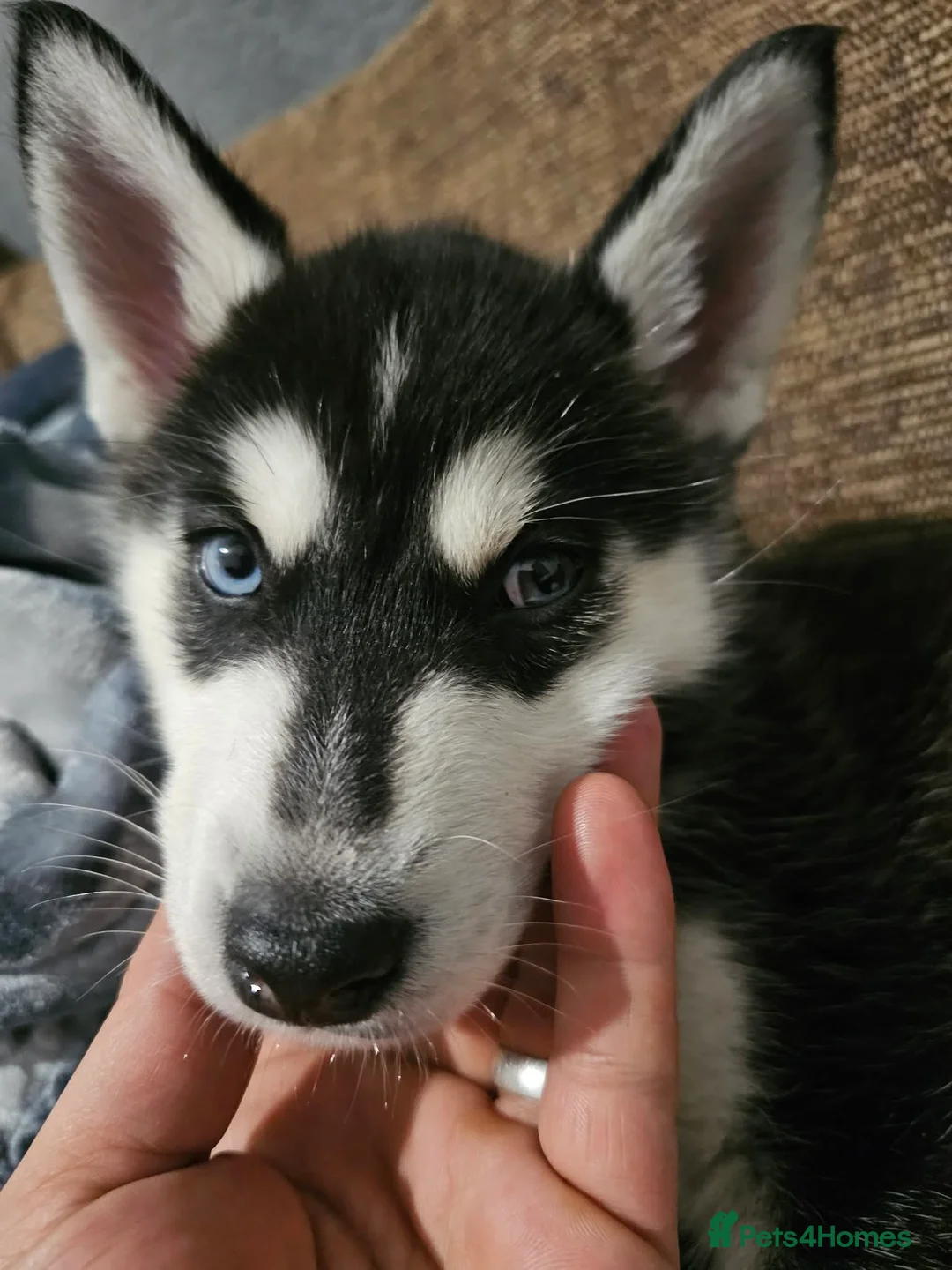 Siberian Husky dogs for sale: Stunning Husky puppies  - Advert 15