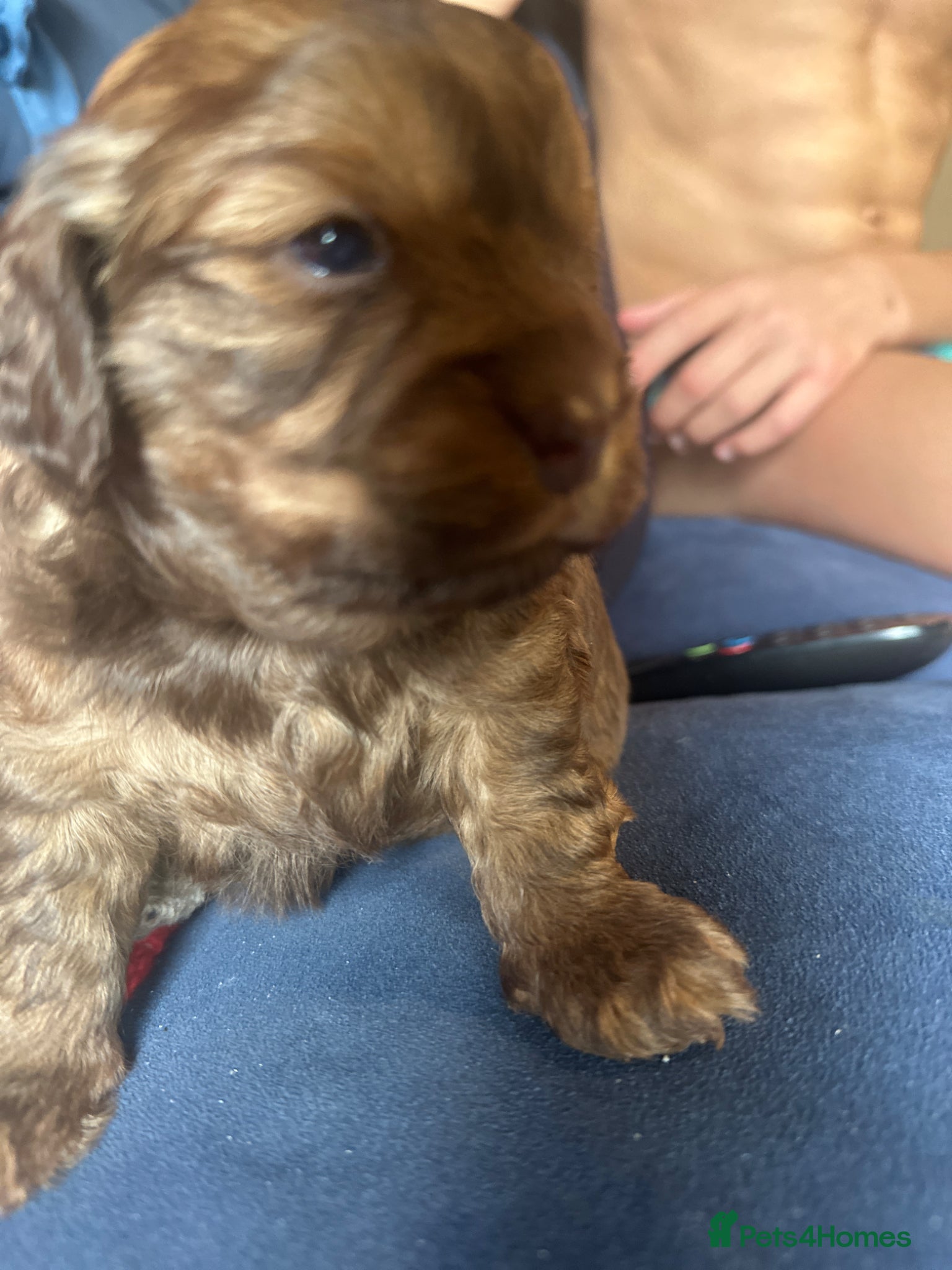 Cockapoo dogs 3 beautiful Cockapoo puppies - Advert 2