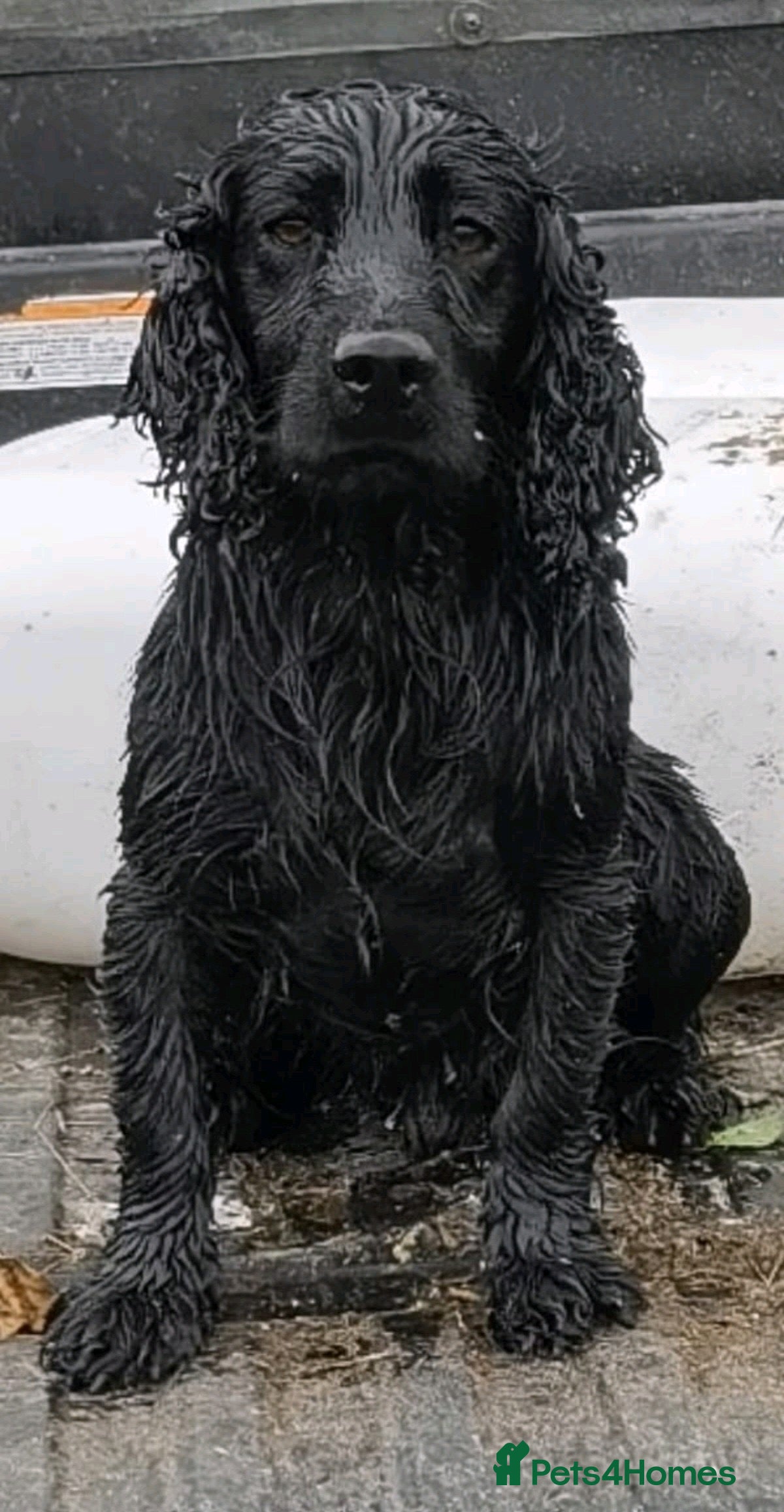 Cocker Spaniel dogs Fully health tested cocker stud dog - Advert 2