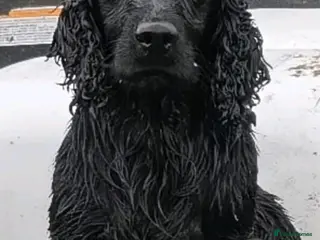 Cocker Spaniel dogs Fully health tested cocker stud dog - Advert 2