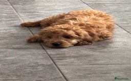 Mixed Breed dogs for sale: 2 girls left ready for walkies - Image 34