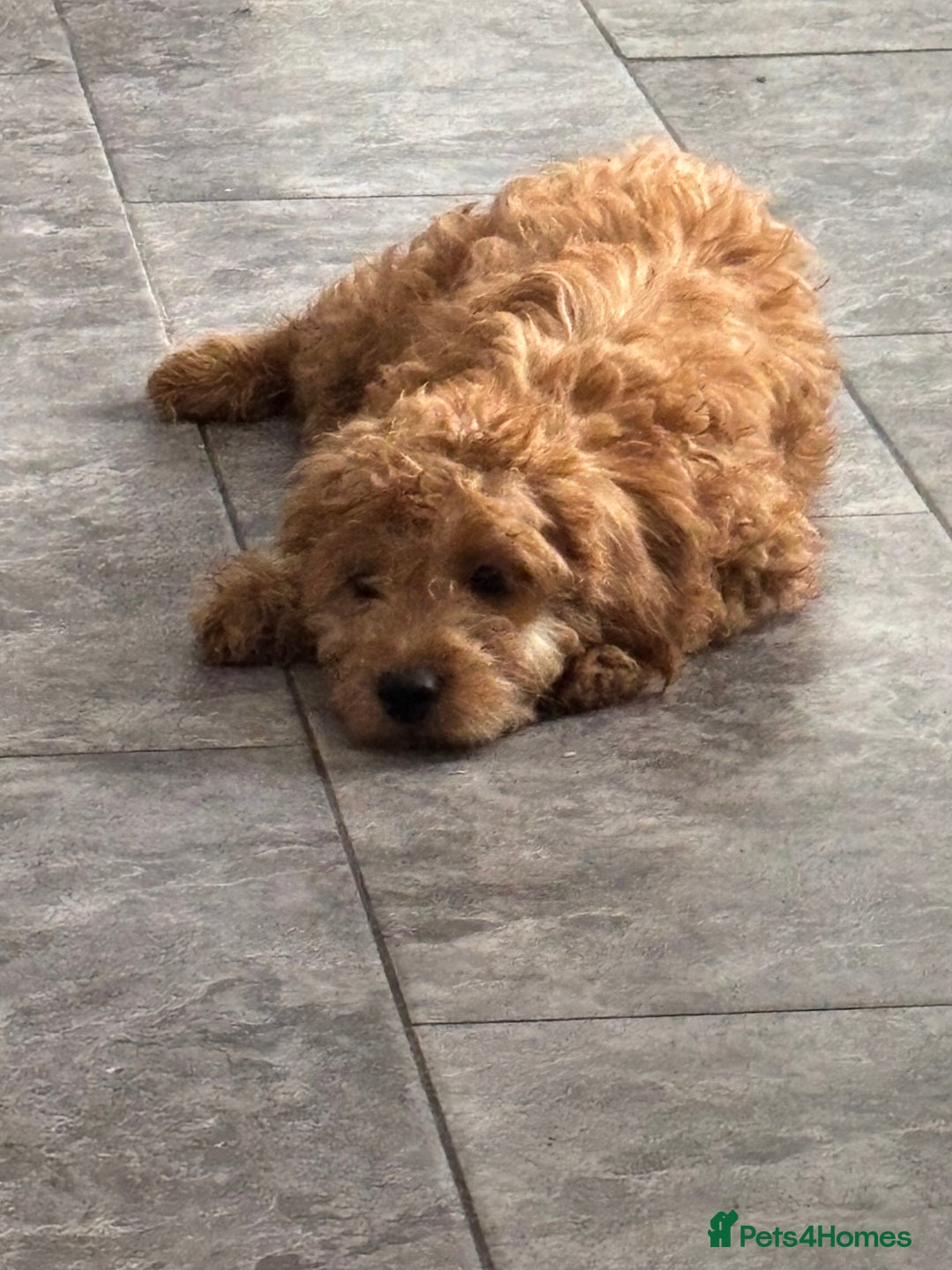 Mixed Breed dogs for sale: 2 girls left ready for walkies - Image 34