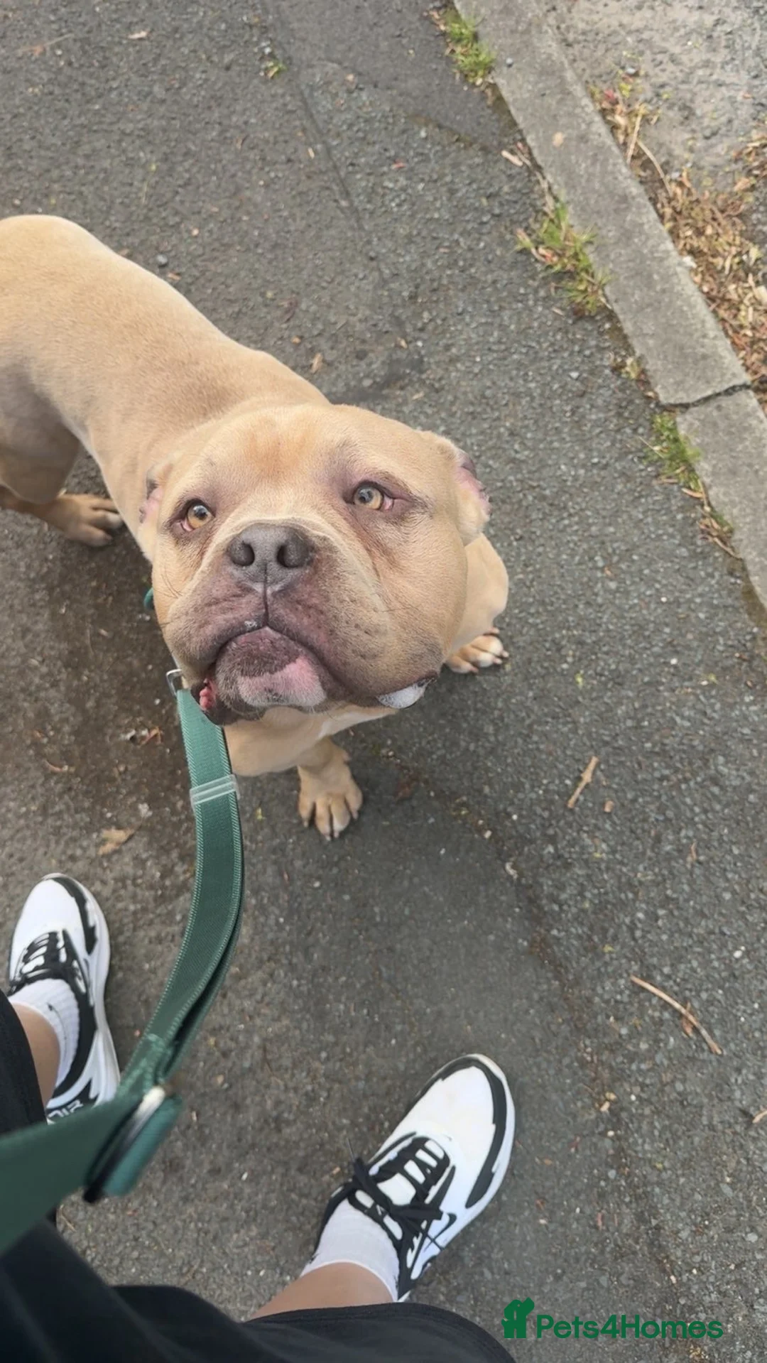 Mixed Breed dogs for sale: Male pocket bully- Kash💚 in Colne - Advert 1