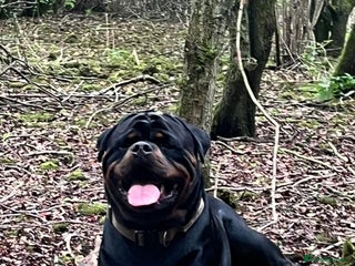 Rottweiler dogs - Advert 6