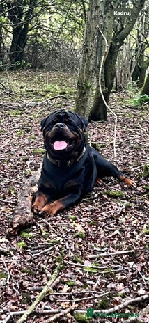 Rottweiler dogs - Advert 2