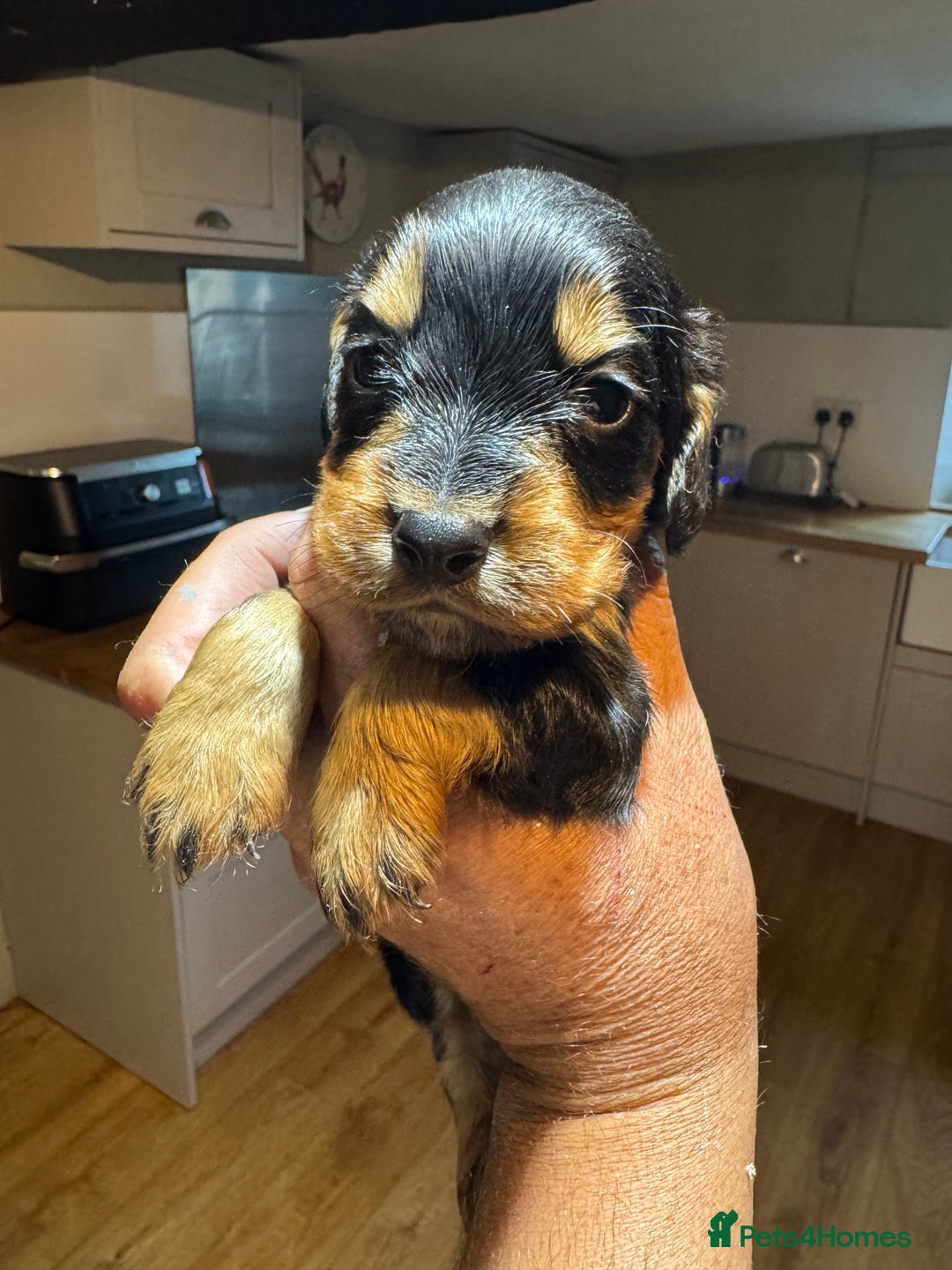 Cocker Spaniel dogs for sale: 6 working cocker pups  - Image 1