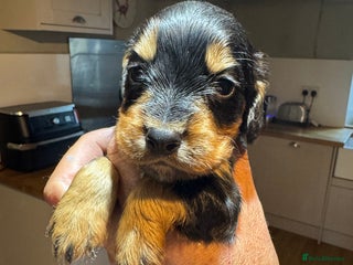 Cocker Spaniel dogs - Advert 5