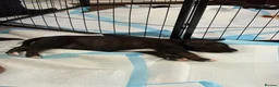 Mixed Breed dogs for sale: Staffy mixed puppy for sale  - Advert 3