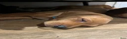 Mixed Breed dogs for sale: Beautiful Vizlador puppies. (Fox Red Lab x Vizsla - Advert 8