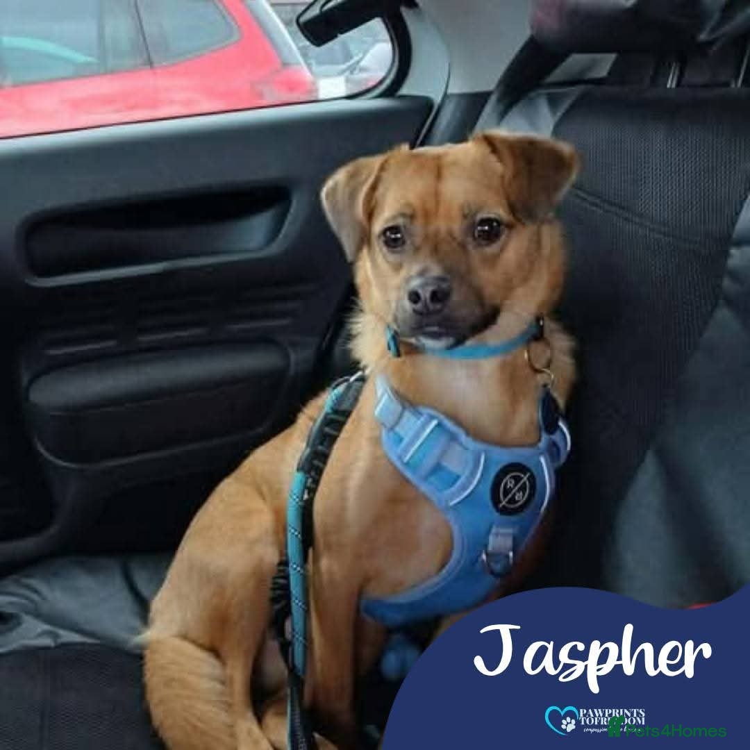 Mixed Breed dogs Meet Jaspher, currently residing in Edinburgh  - Advert 1