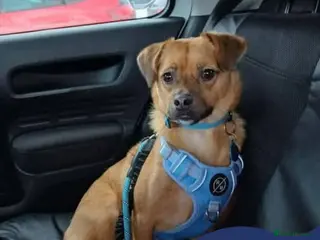 Mixed Breed dogs Meet Jaspher, currently residing in Edinburgh - Advert 1