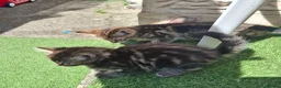 Mixed Breed cats for sale: Beautiful kittens in Norwich - Advert 11