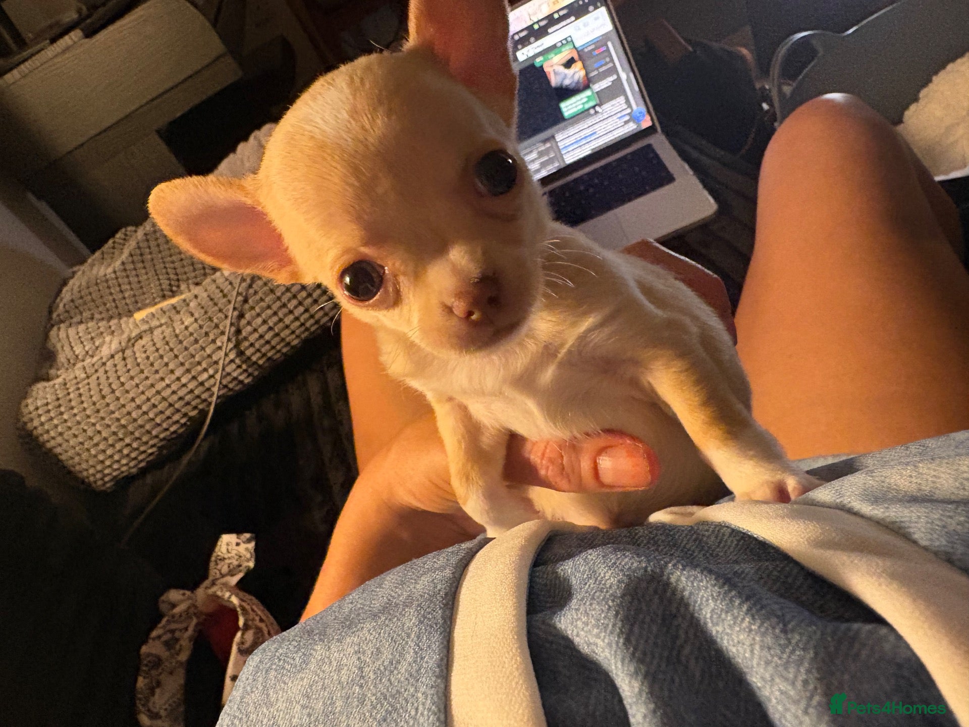 Chihuahua dogs Chihauhua boy fully vaccinated and microchipped  - Advert 1