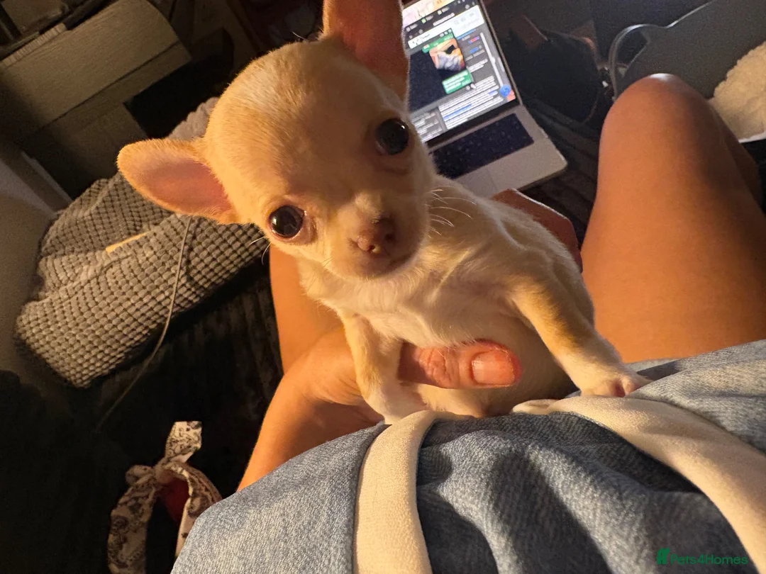 Chihuahua dogs for sale: Chihauhua boy fully vaccinated and microchipped  - Advert 1