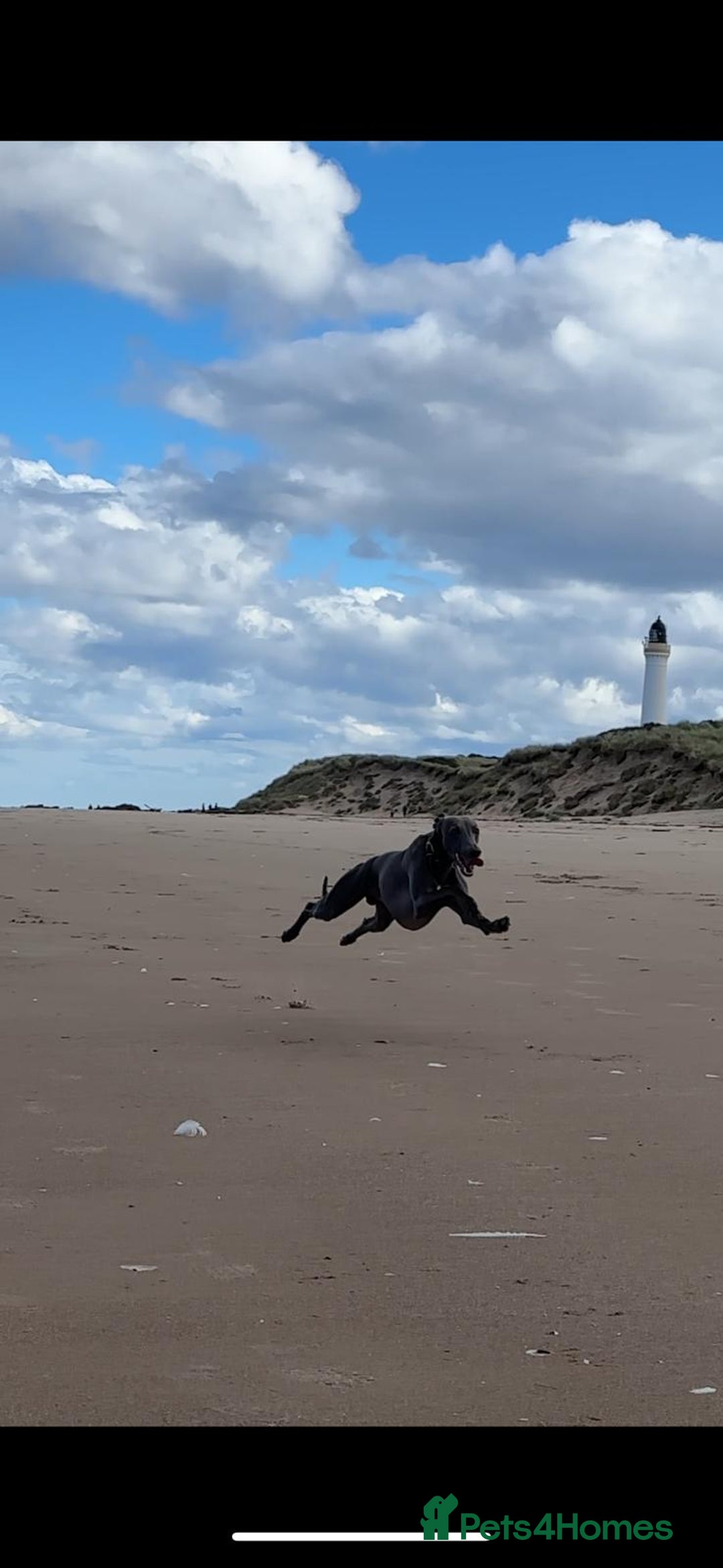 Whippet dogs for stud: Whippet for stud  in Elgin - Image 8