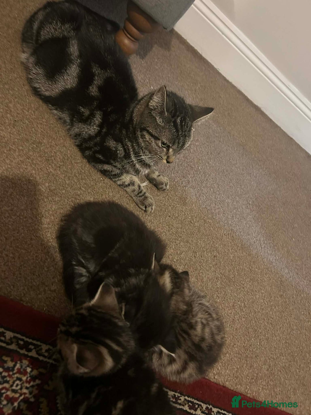 Ocicat cats for sale: Tabby kitten - Advert 1