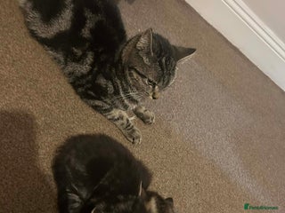 Ocicat cats Tabby kitten - Advert 3