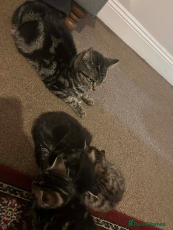 Ocicat cats Tabby kitten - Advert 1