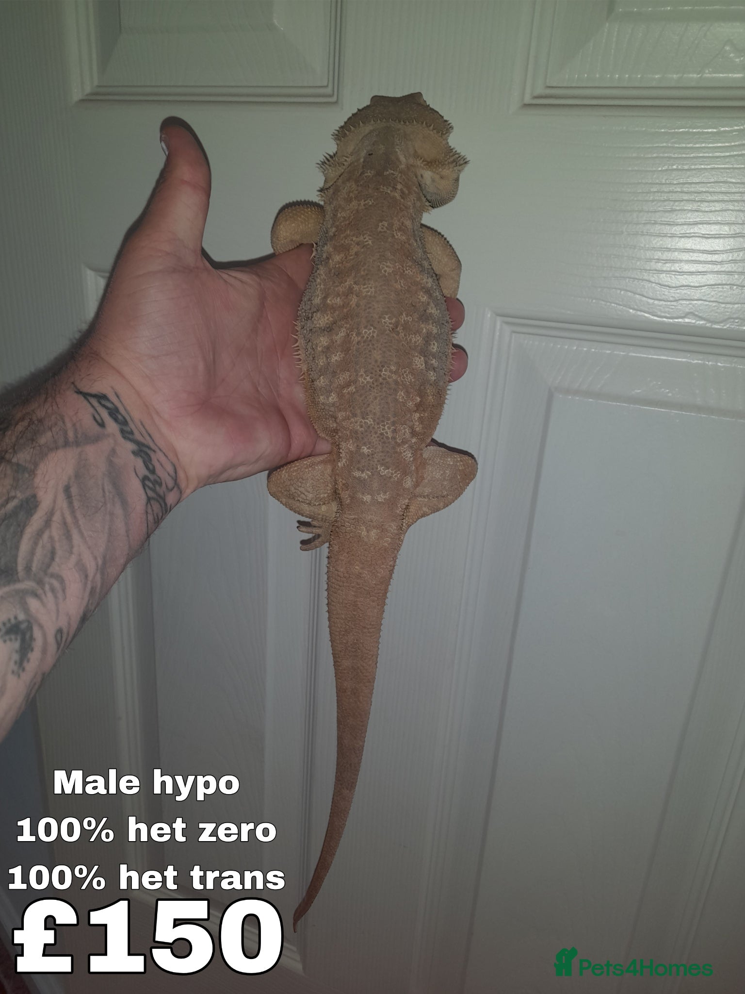 Bearded Dragon reptiles MALE PROVEN BREEDERS FOR SALE - Advert 2