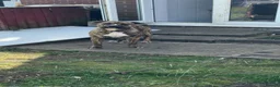 Mixed Breed dogs for sale: Be 10 months old on the 18th staff x boxer - Advert 2