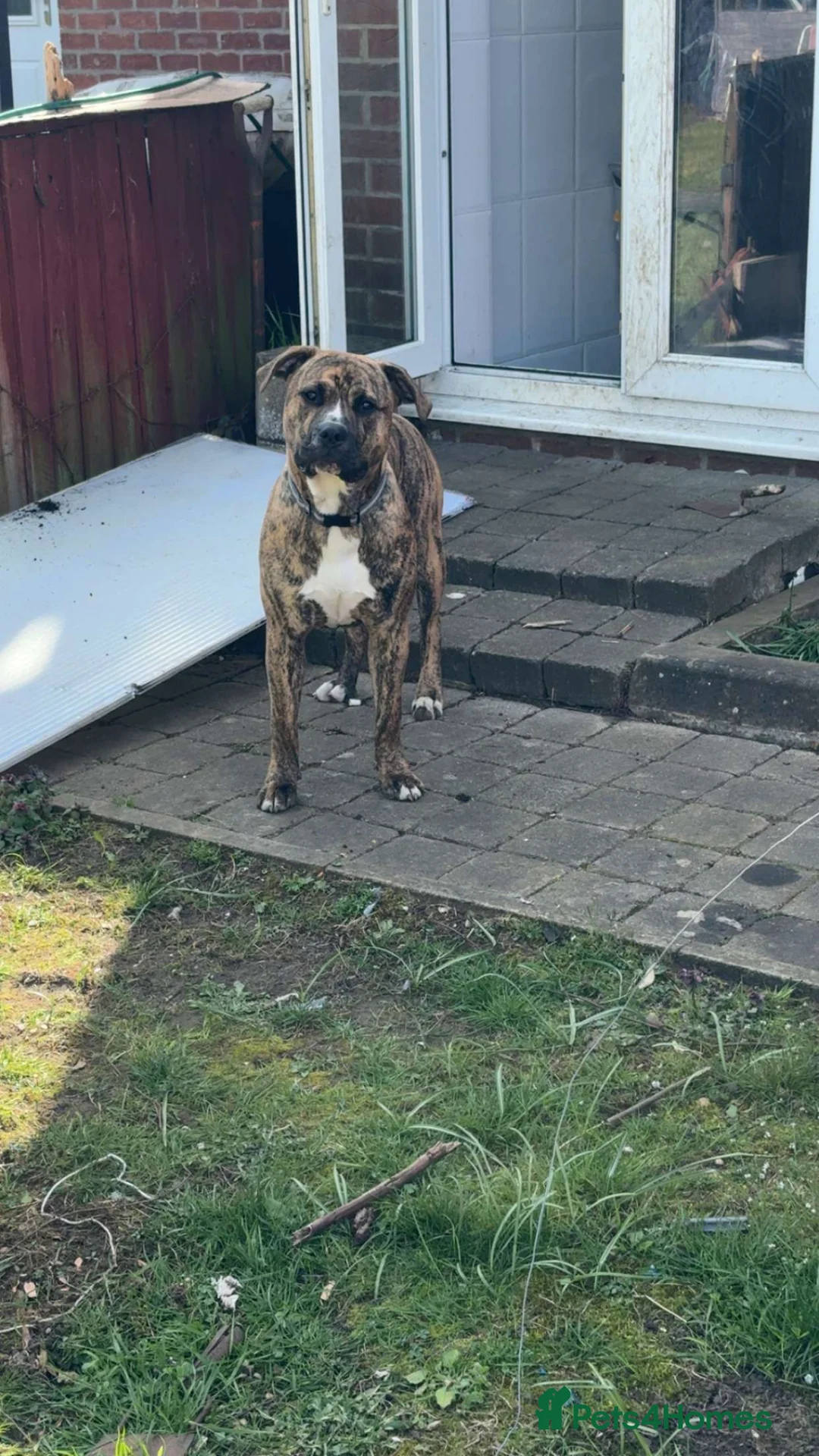 Mixed Breed dogs for sale: Be 10 months old on the 18th staff x boxer - Advert 2