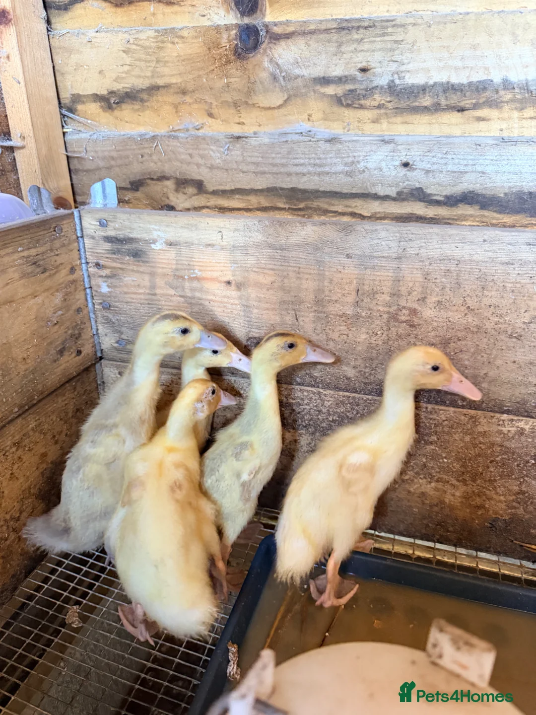 Ducks poultry for sale: Runner ducklings off heat - Advert 1