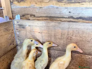 Ducks poultry Runner ducklings off heat - Advert 7