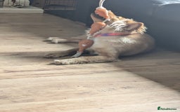 Mixed Breed dogs for sale: Bailey (CockerChow) - looking for a forever Family - Image 6