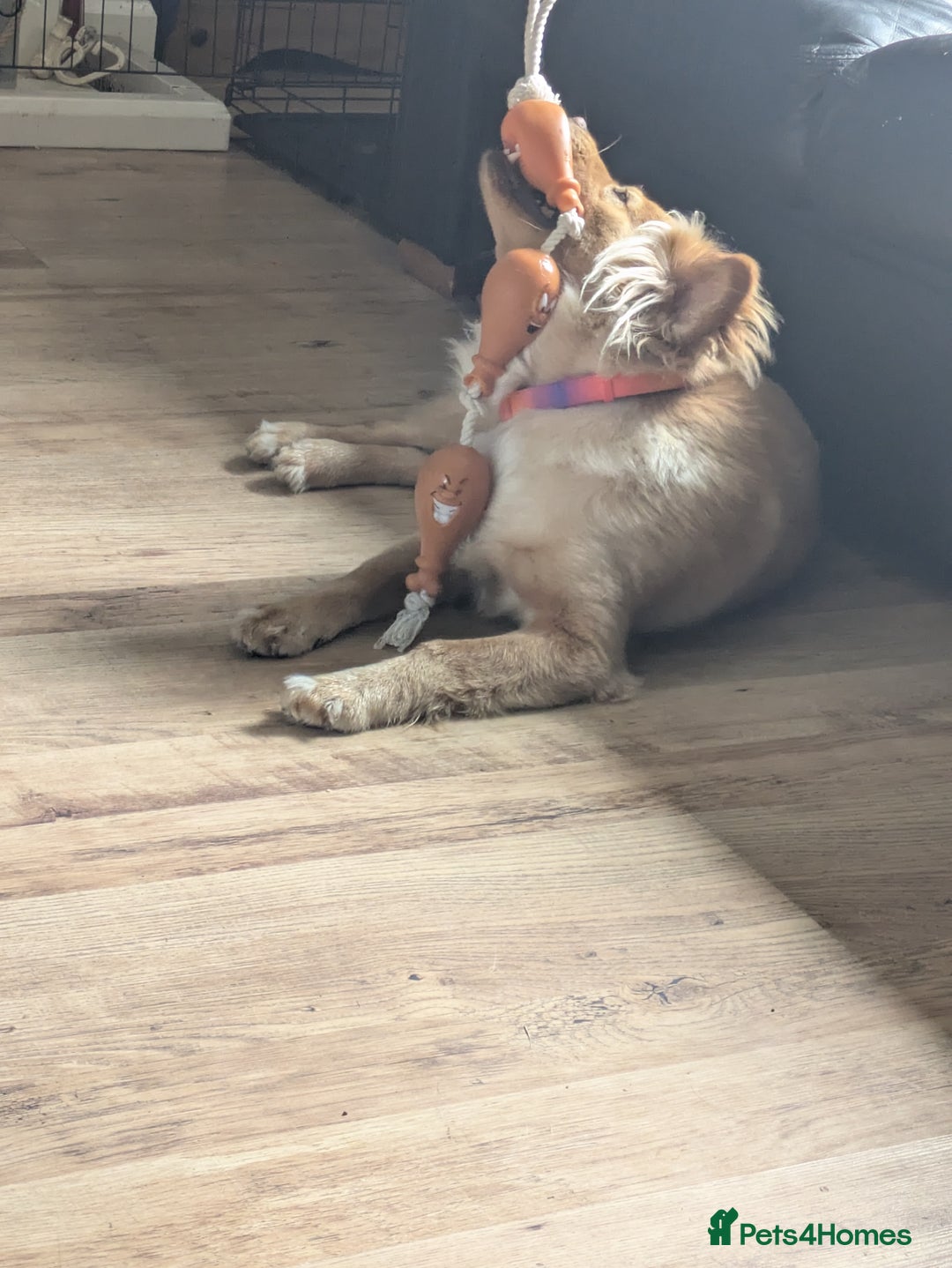 Mixed Breed dogs for sale: Bailey (CockerChow) - looking for a forever Family - Image 6