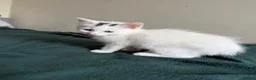 Mixed Breed cats for sale: Kittens beautiful playful  - Advert 2