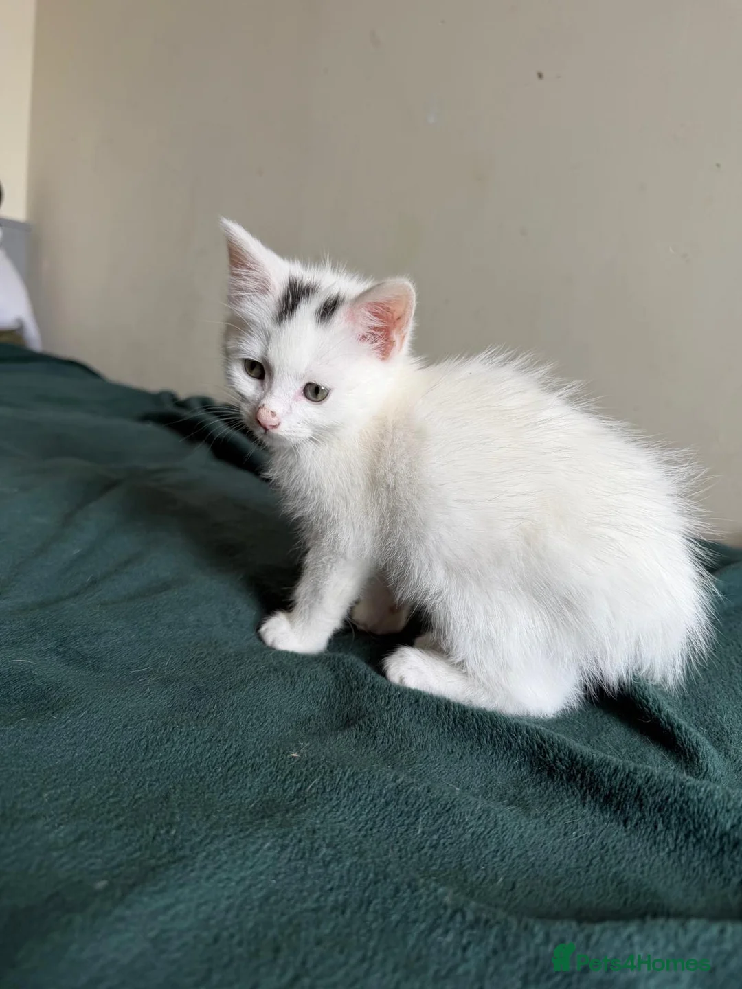 Mixed Breed cats for sale: Kittens beautiful playful  - Advert 2