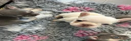French Bulldog dogs for sale: French bulldogs all girls  in Sittingbourne - Advert 9