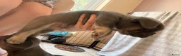 French Bulldog dogs for sale: French bulldog puppies  - Advert 12