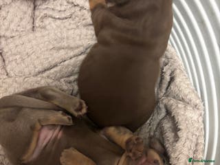 Chihuahua dogs Gorgeous tiny chiweenie puppies - Advert 6