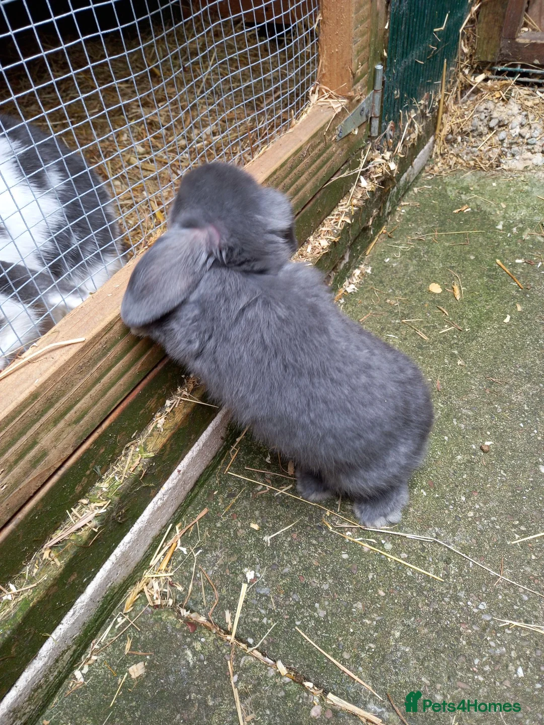 Mini Lop rabbits for sale: Mini lop/plush lop babies - Advert 1