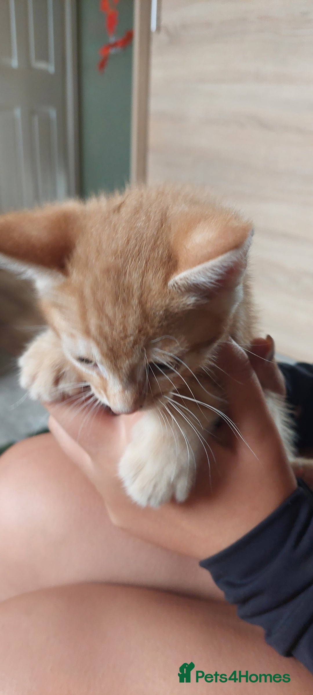 Mixed Breed cats for sale: Kittens ready to go now. - Image 8