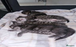 Maine Coon cats for sale: Mainecoon Kittens - Image 17