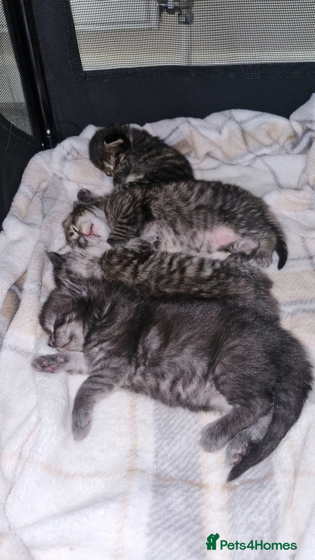 Maine Coon cats for sale: Mainecoon Kittens - Image 17