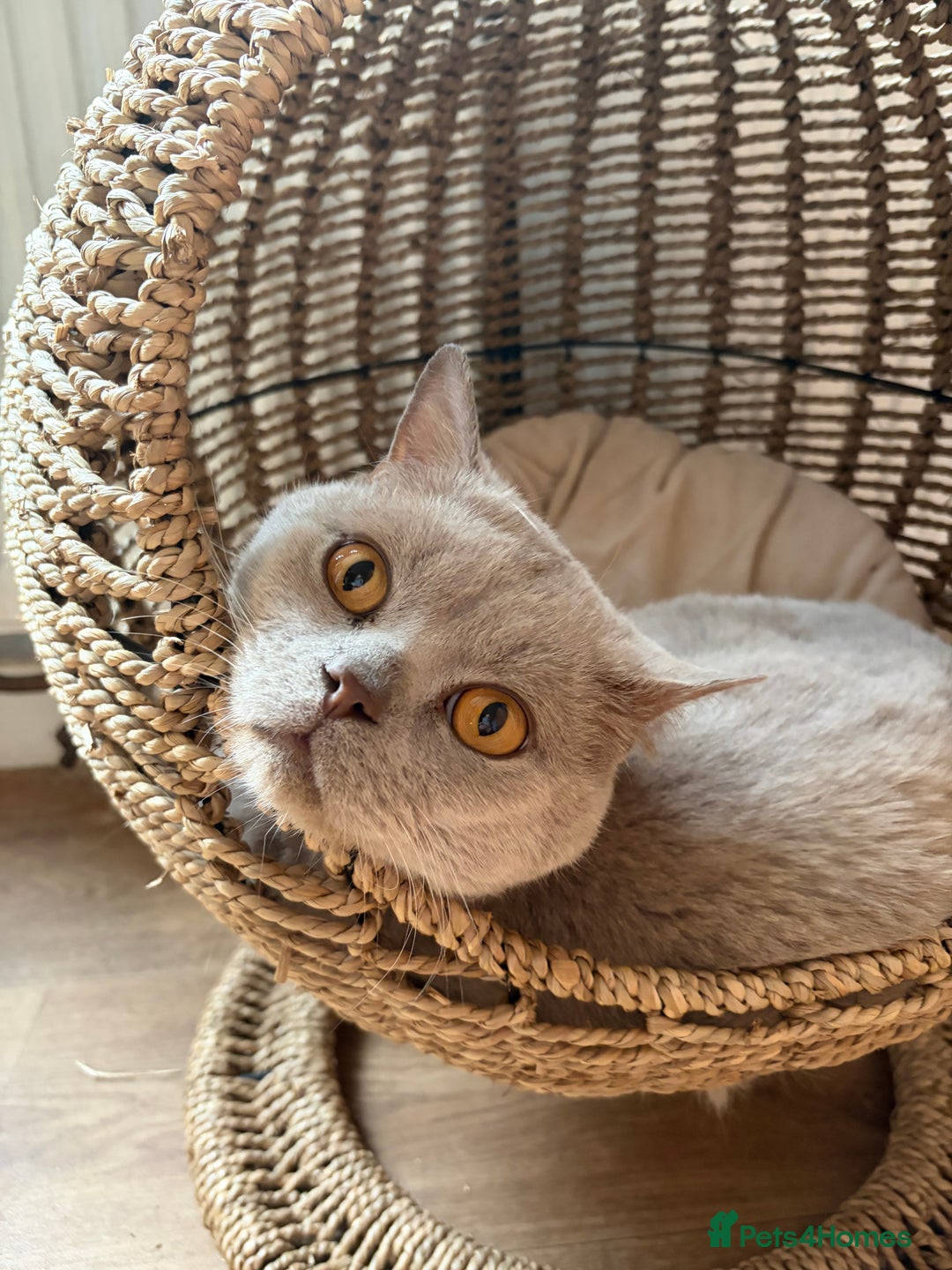 British Shorthair cats for sale: Lilac boy - Advert 3