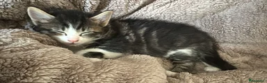 Mixed Breed Kitten 2
