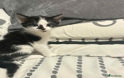 Mixed Breed cats for sale: Kittens for sale  - Image 11