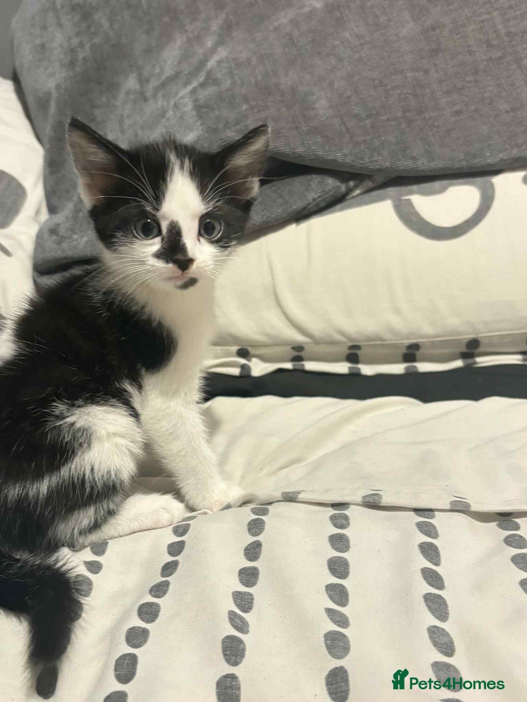 Mixed Breed cats for sale: Kittens for sale  - Image 11